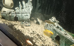 Other/Mixed Breed fish for sale: 5ft fish tank with fish - Image 16