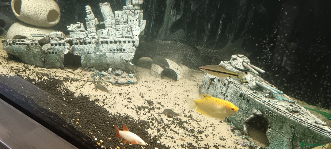 Other/Mixed Breed fish for sale: 5ft fish tank with fish - Image 16