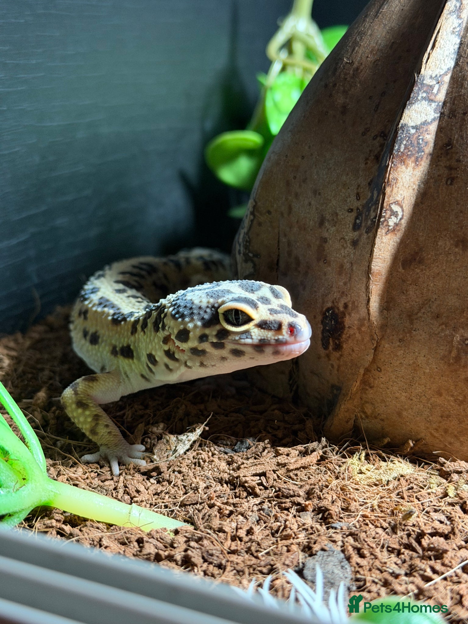 Leopard Gecko reptiles Leopard Gecko (read description) - Advert 2