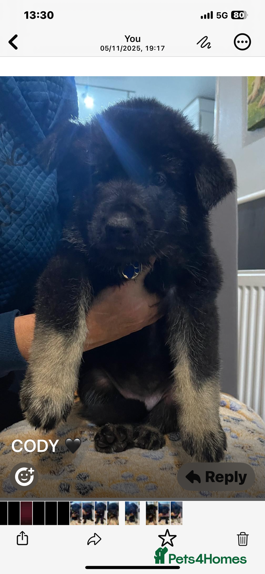 German Shepherd dogs for sale: KC Registered Big Bouncy German Shepherd Puppies - Advert 16