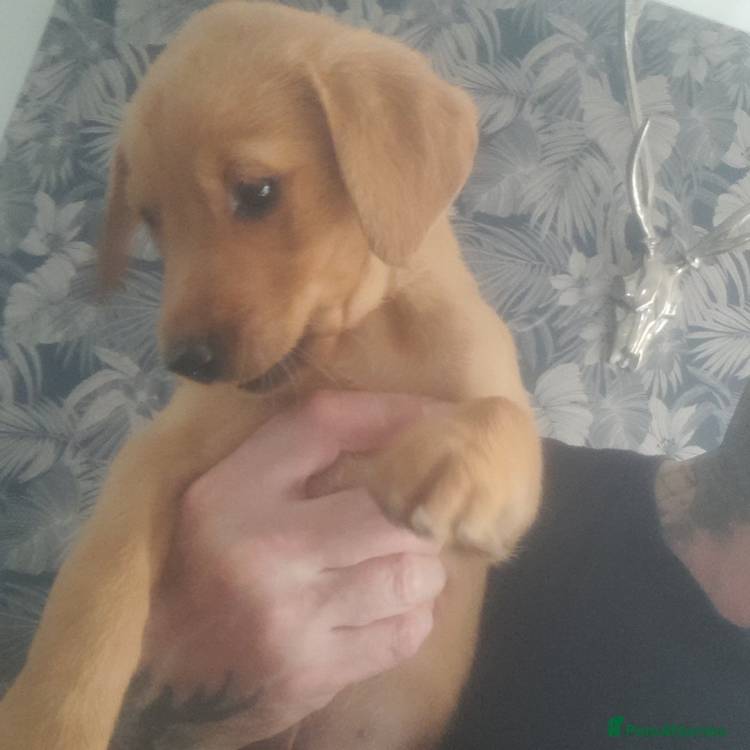 Golden Retriever dogs for sale: Red fox labrador puppy's  - Image 5