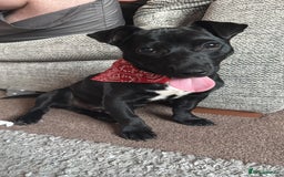 Mixed Breed dogs for sale: Loving staffy looking for forever home  - Image 1