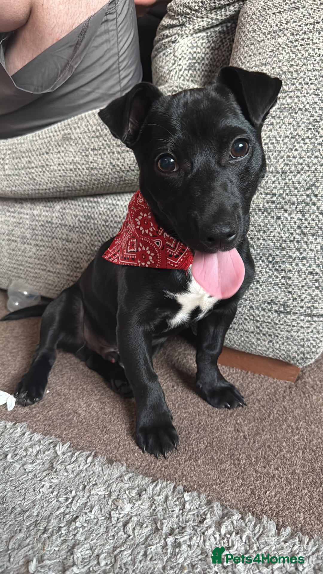 Mixed Breed dogs for sale: Loving staffy looking for forever home  - Image 1