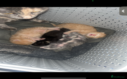 Maine Coon cats for sale: Beautiful kittens for sale  - Image 1
