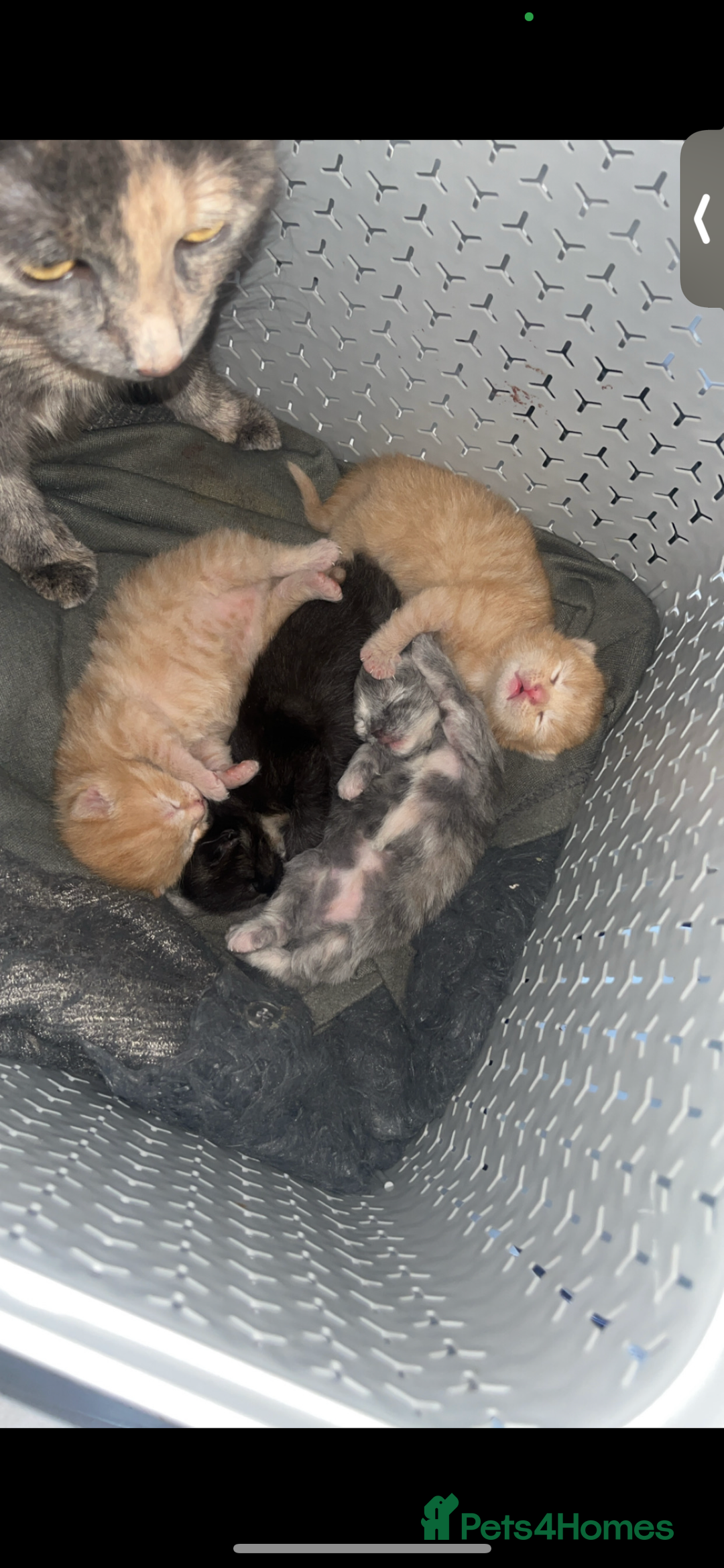 Maine Coon cats for sale: Beautiful kittens for sale  - Image 1