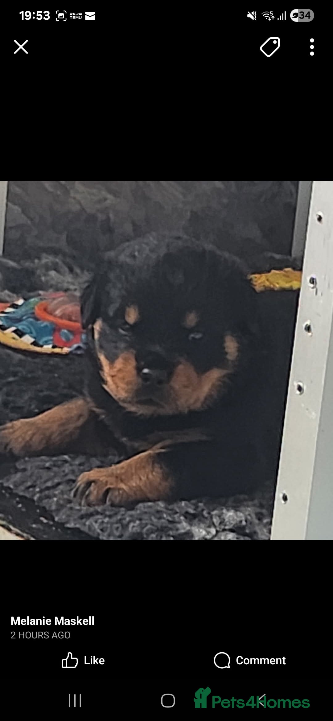 Rottweiler dogs for sale: Top quality European bloodlines rottweiler Puppies - Image 4