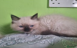 Ragdoll cats for sale: Ragdoll kittens  - Image 5