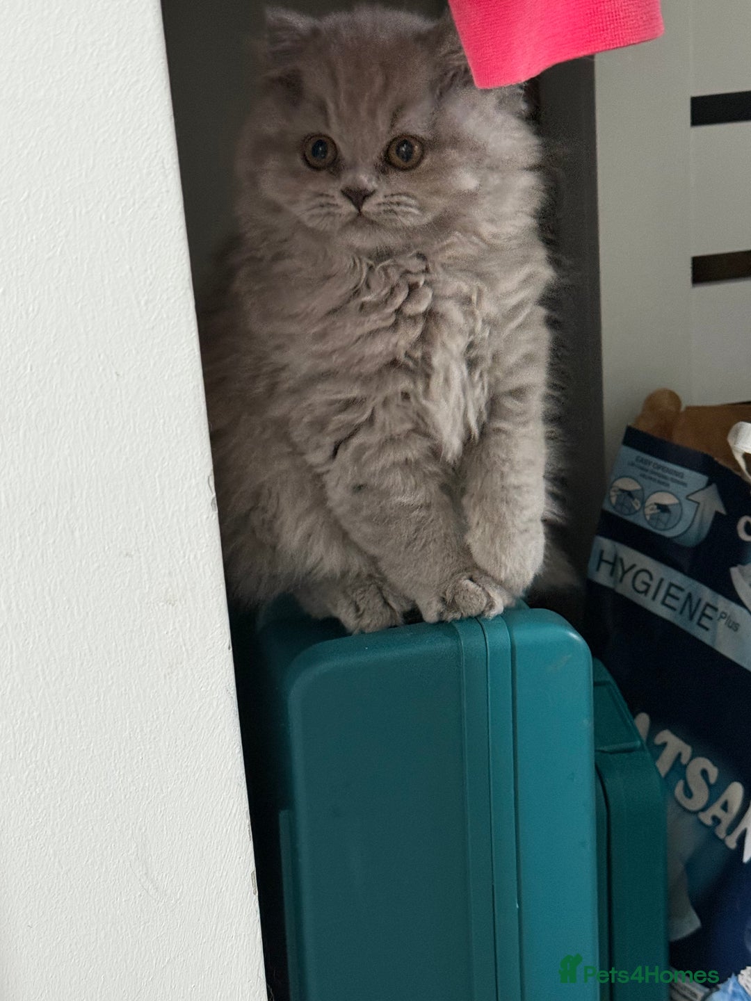 British Shorthair cats for sale: RESERVED! Last British Longhair girl  - Image 3