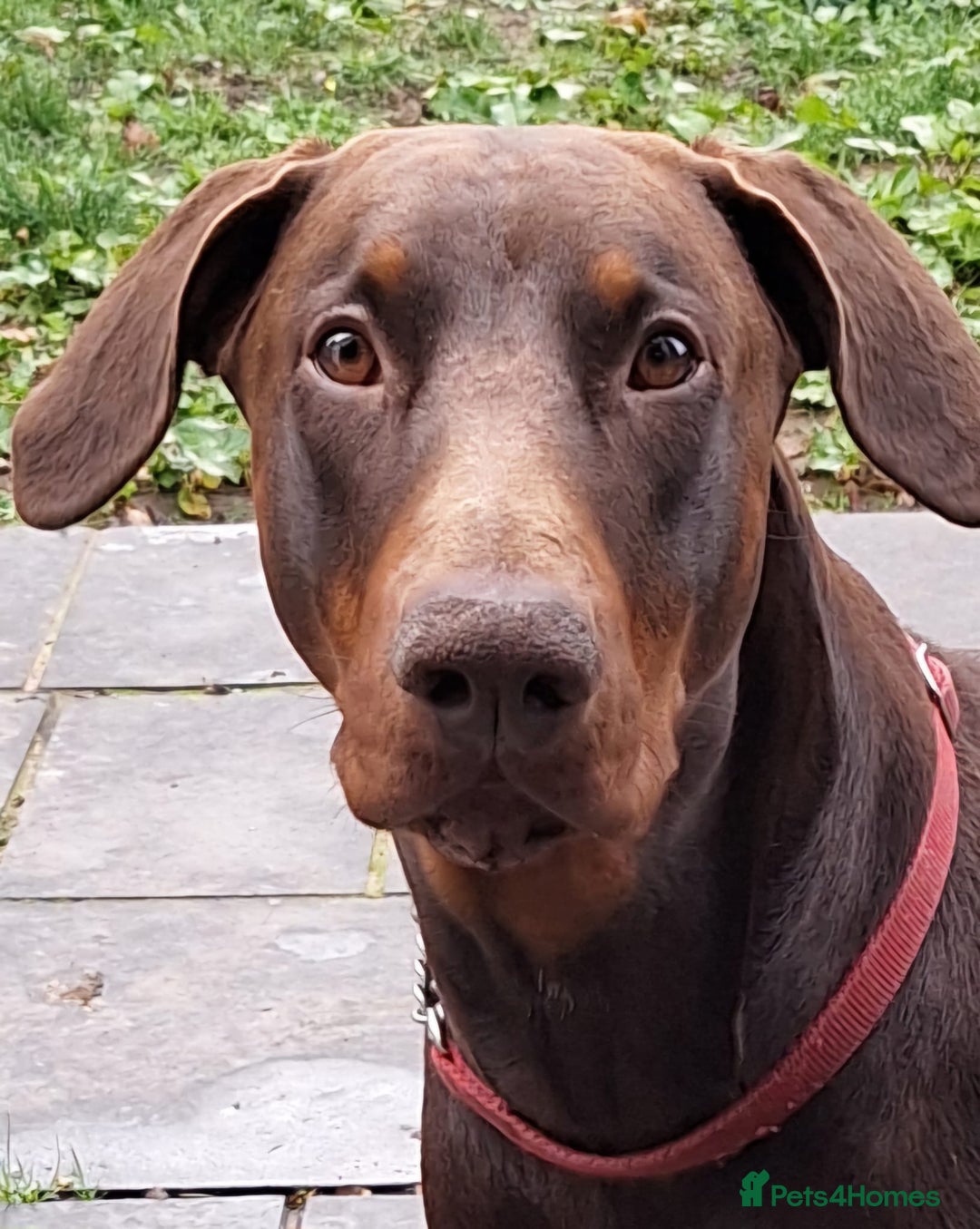 Dobermann dogs for stud: King Zeus -Ready for Stud - Advert 4