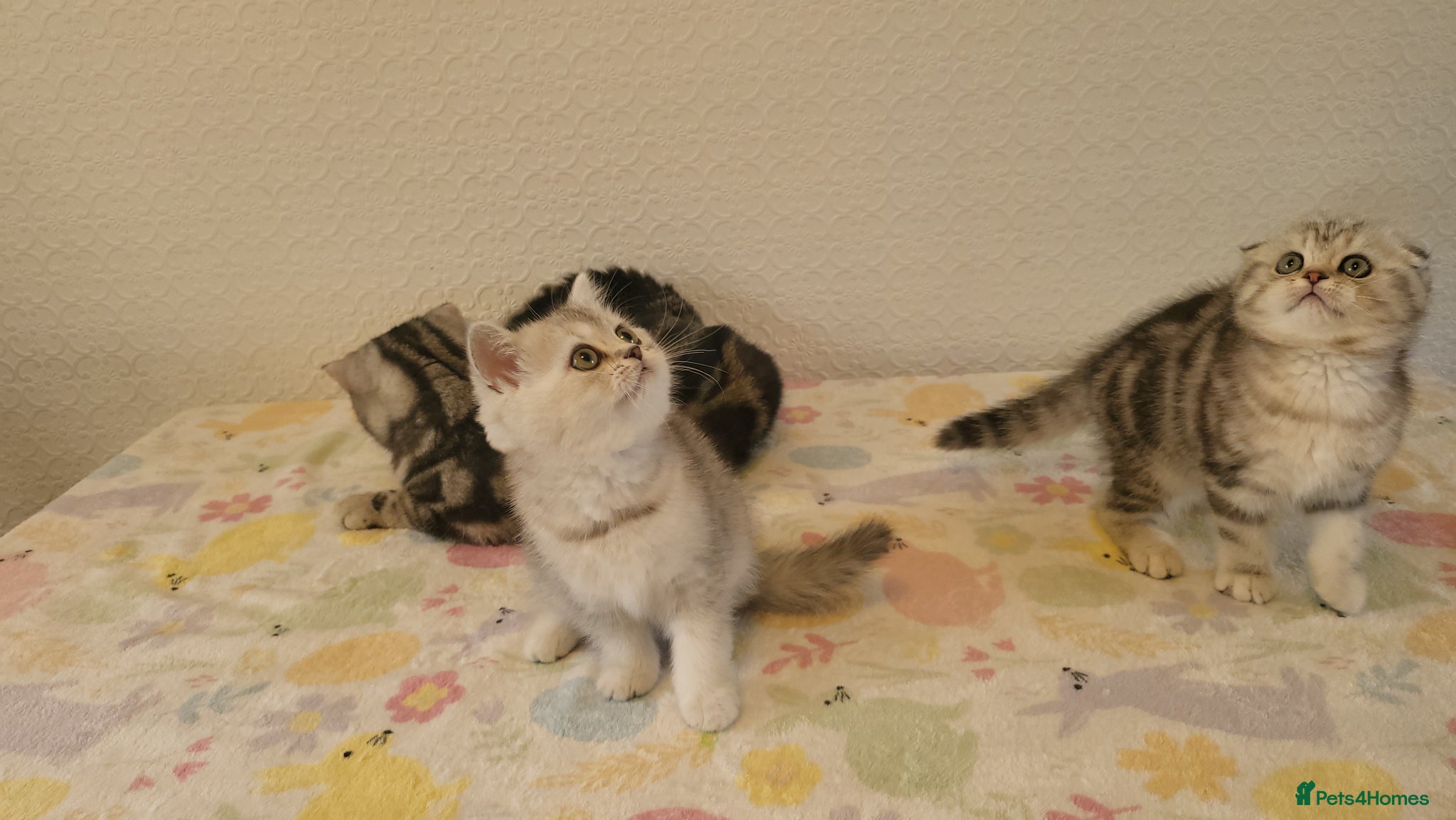 British Shorthair cats Amazing Scottish fold girls - Advert 18