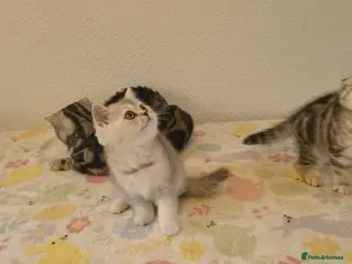 British Shorthair cats Amazing Scottish fold girls - Advert 18