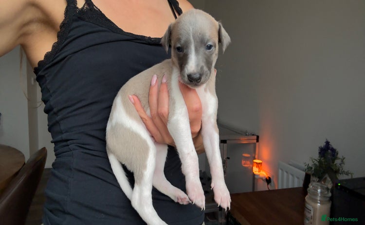 Whippet dogs - Advert 9