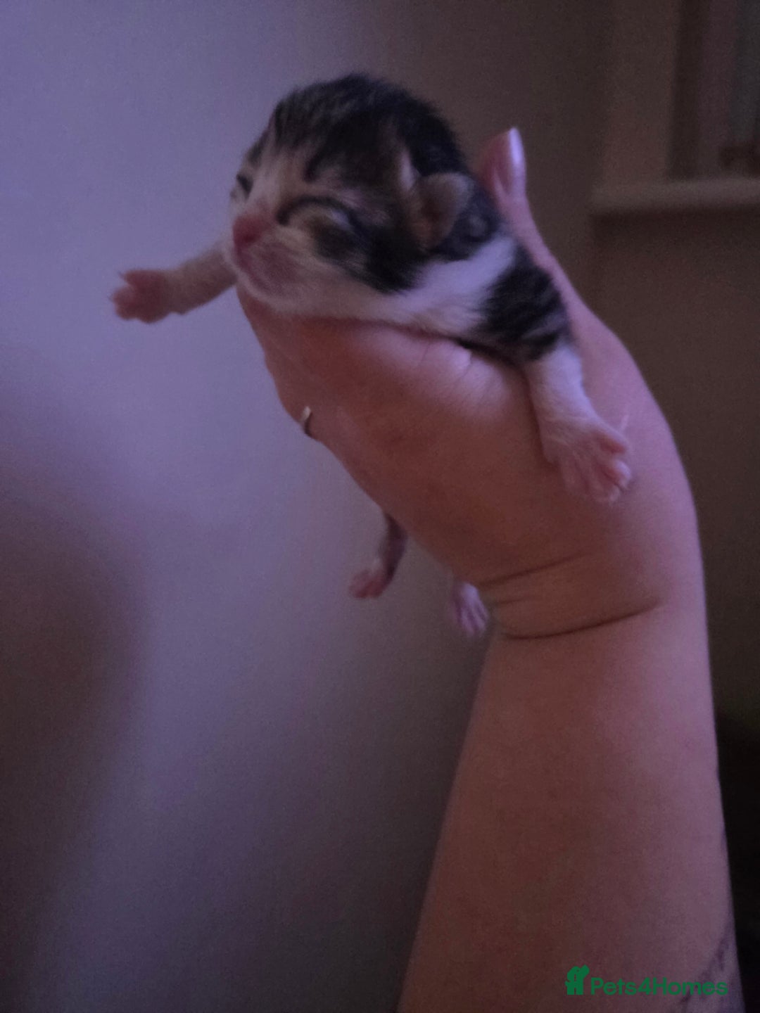 Mixed Breed cats for sale: Little female kitten  - Advert 1