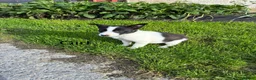 Border Collie dogs for sale: Beautiful Border Collie Puppies in Llanwrda - Advert 3