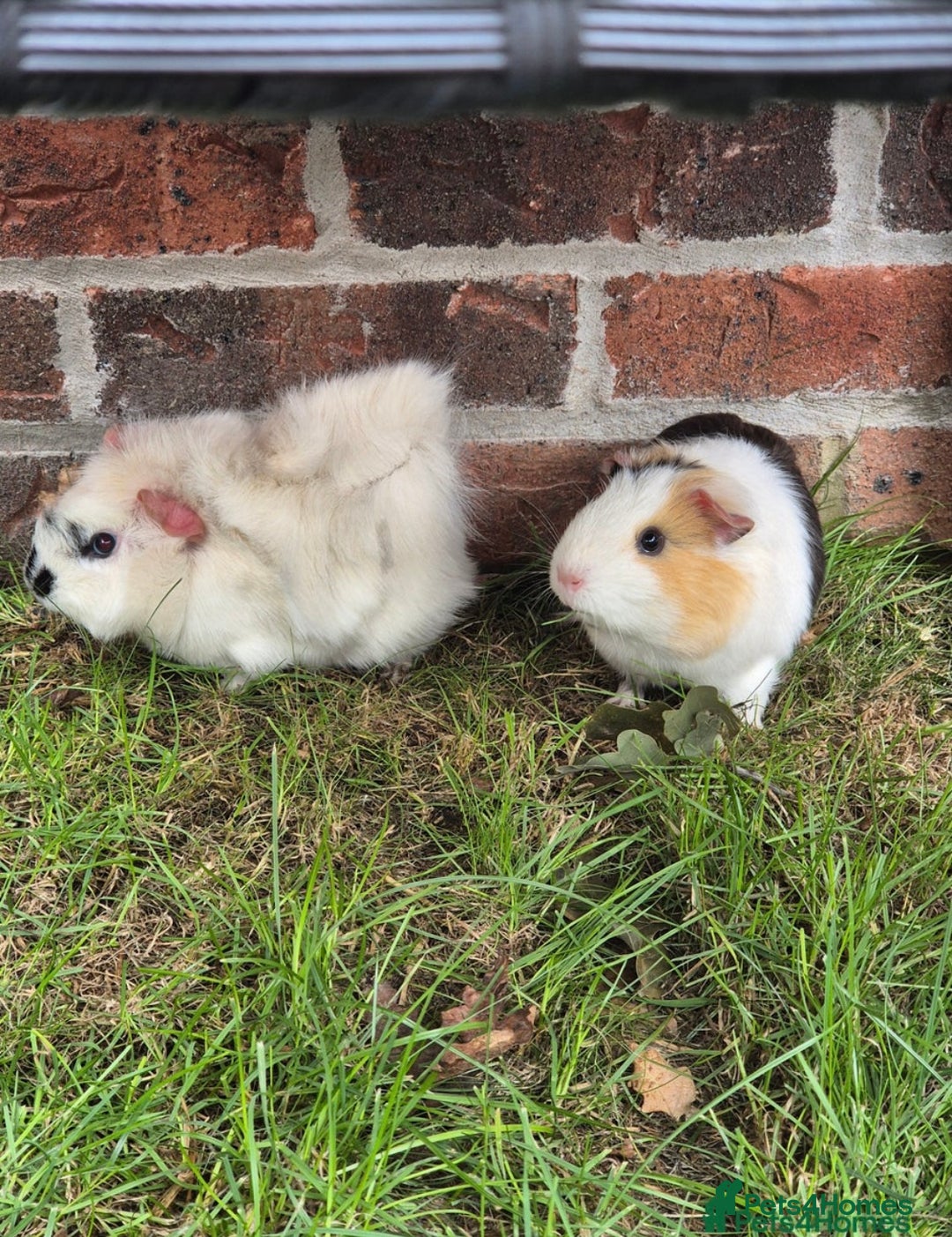 Guinea Pig rodents for sale: Female Guinea pigs  - Image 2