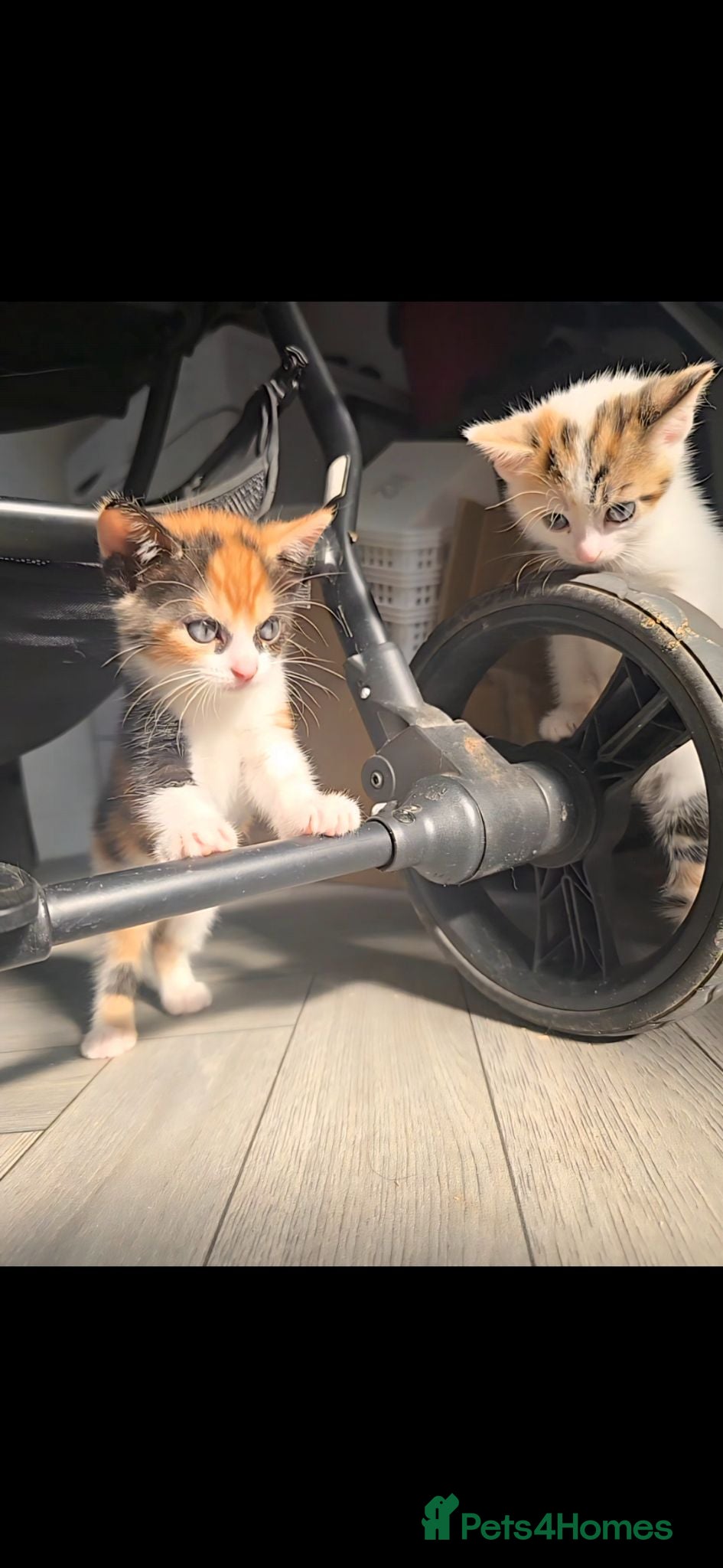 Mixed Breed cats 3 kittens looking for forever homes - Advert 13