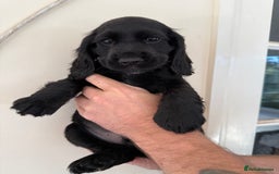 Cocker Spaniel dogs for sale: Show-type cocker spaniels - Image 3