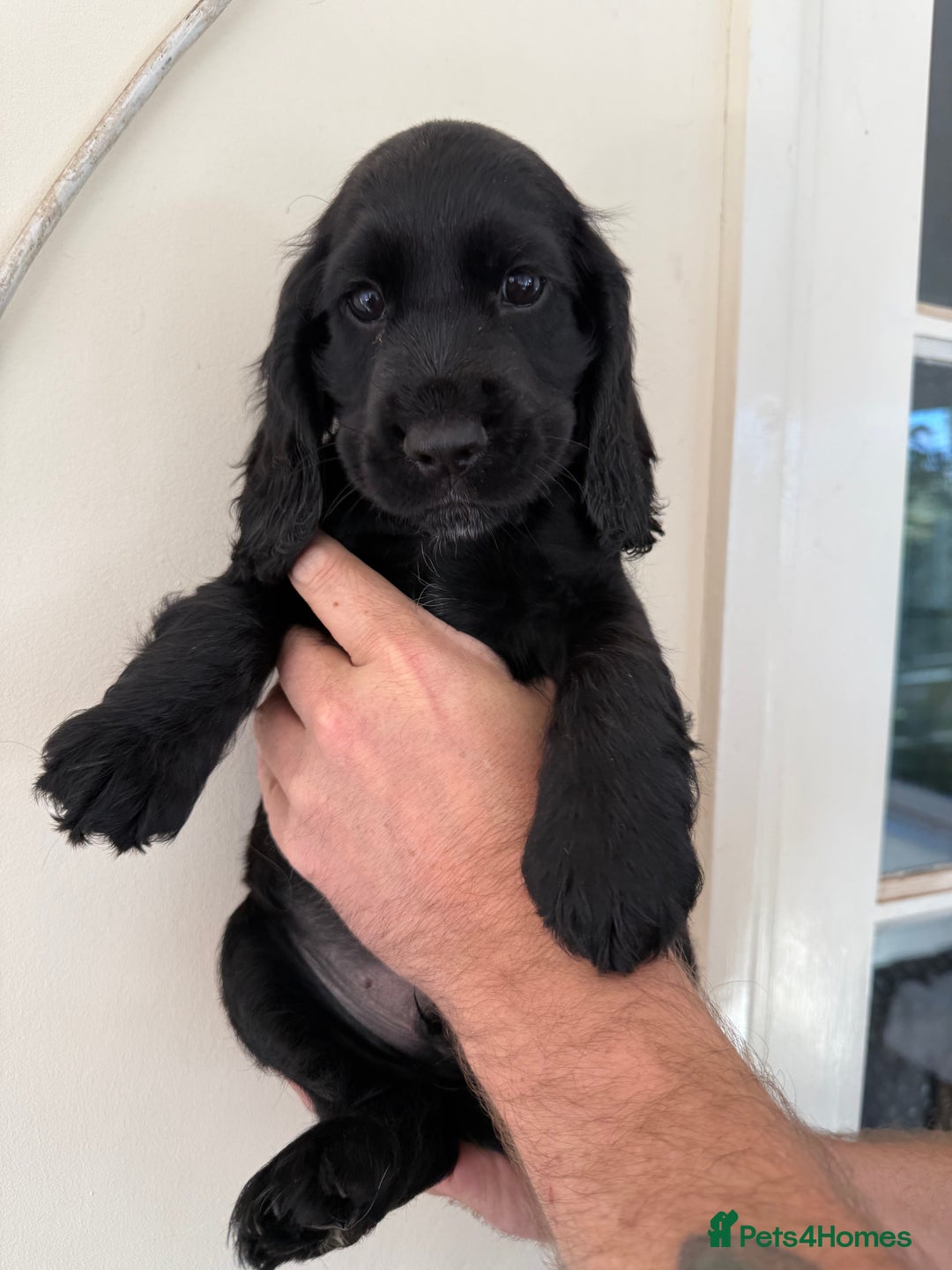Cocker Spaniel dogs for sale: Show-type cocker spaniels - Image 3