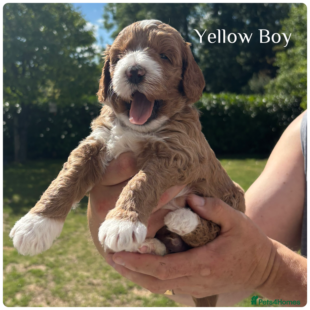 Australian Labradoodle dogs for sale: Pure Australian Labradoodle Puppies ready 30/09/25 - Image 16