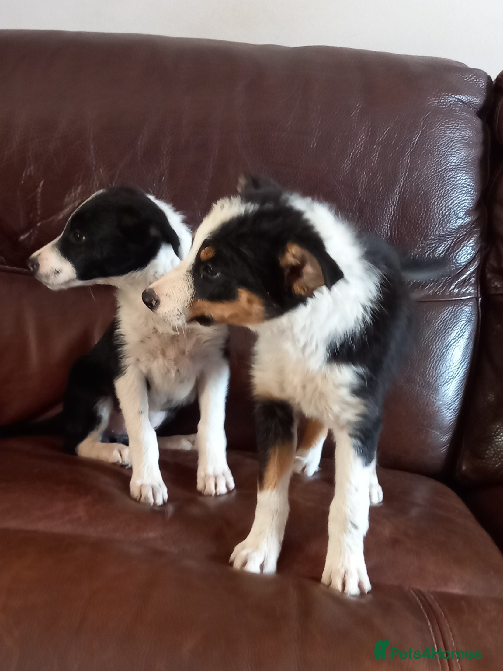 Border Collie dogs AVAIlABLE NOW - Beautiful Collie Puppies - Advert 2