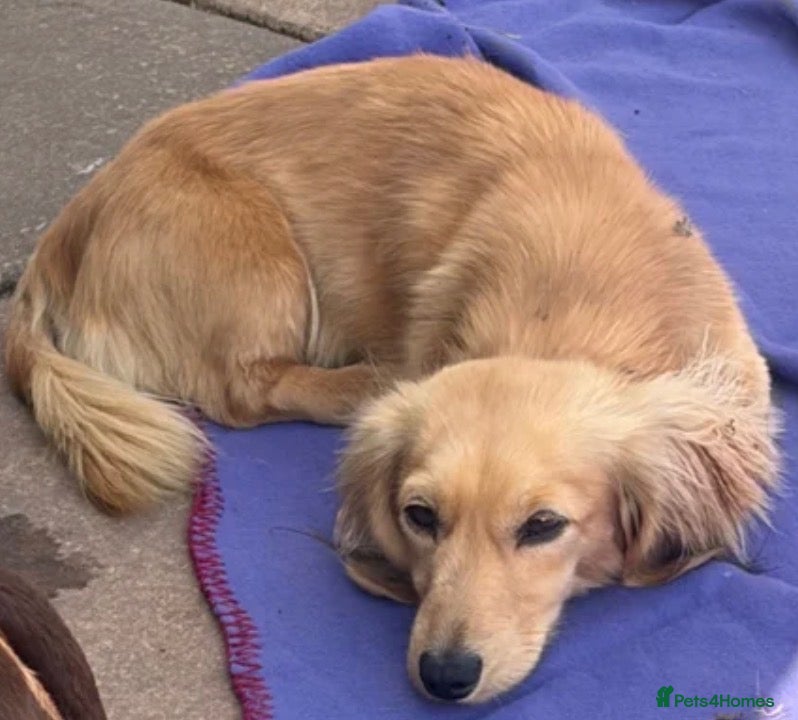 Miniature Dachshund dogs Cream long hair mini dachshund  - Advert 2
