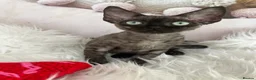 Devon Rex cats for sale:  Affectionate kittens - Advert 11