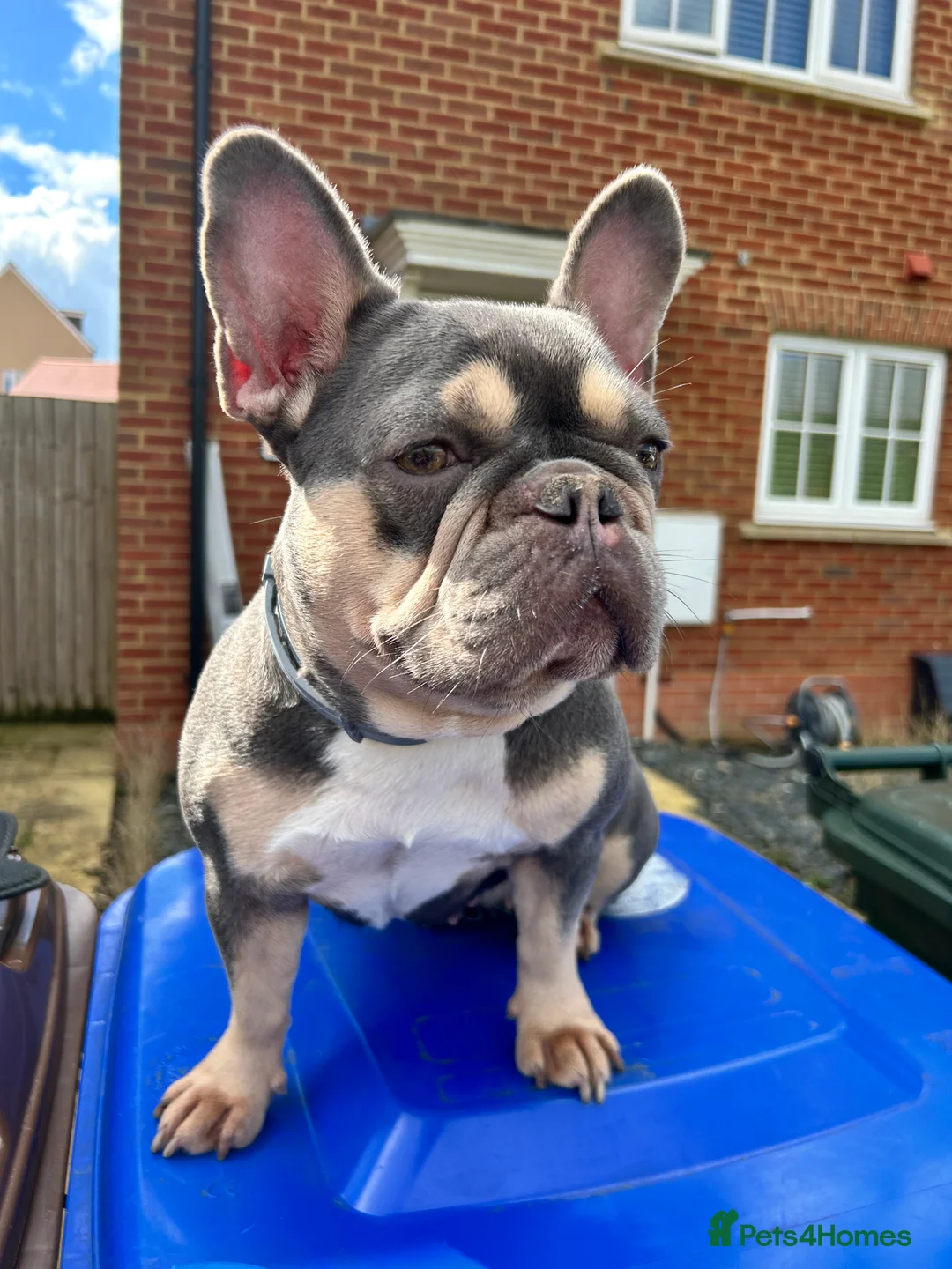 French Bulldog dogs for sale: 1 princess Frenchbulldog pup ready 4 forever home in Banbury - Advert 1