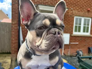 French Bulldog dogs 1 princess Frenchbulldog pup ready 4 forever home in Banbury - Advert 2