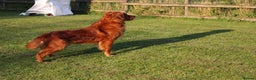 Golden Retriever dogs for stud: FULLY HEALTH TESTED Dark Golden Retriever stud dog in Newark - Advert 6