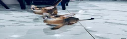 Abyssinian cats for sale: TICA registered boy and girl - Advert 5