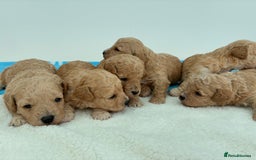 Poochon dogs for sale: Poochon Puppies Available! - Image 11