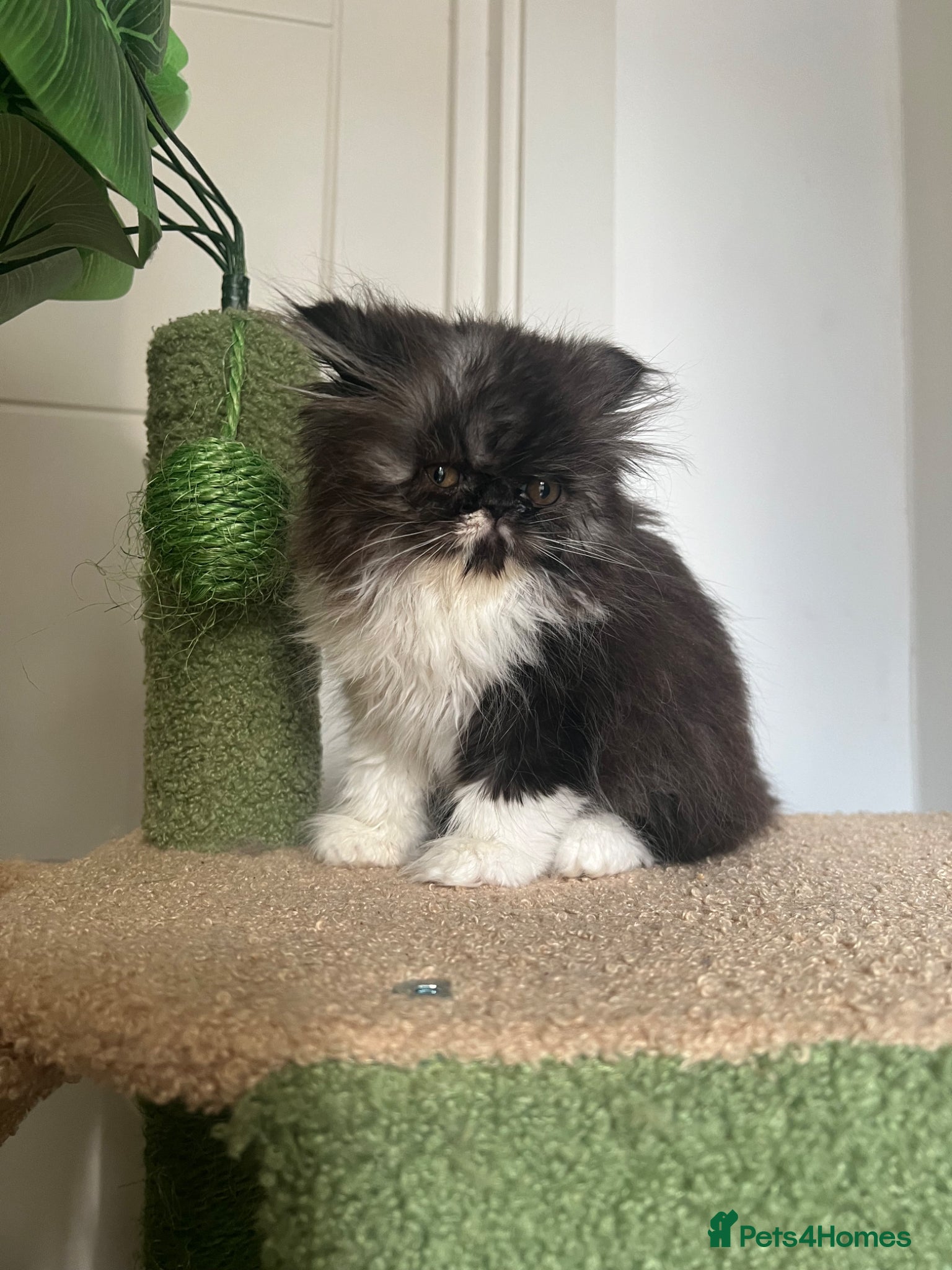 Persian cats for sale: Betty looking for new home - Advert 7