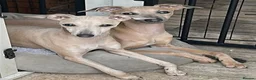 Italian Greyhound dogs for sale: Italian Greyhound Male in Craigavon - Advert 2