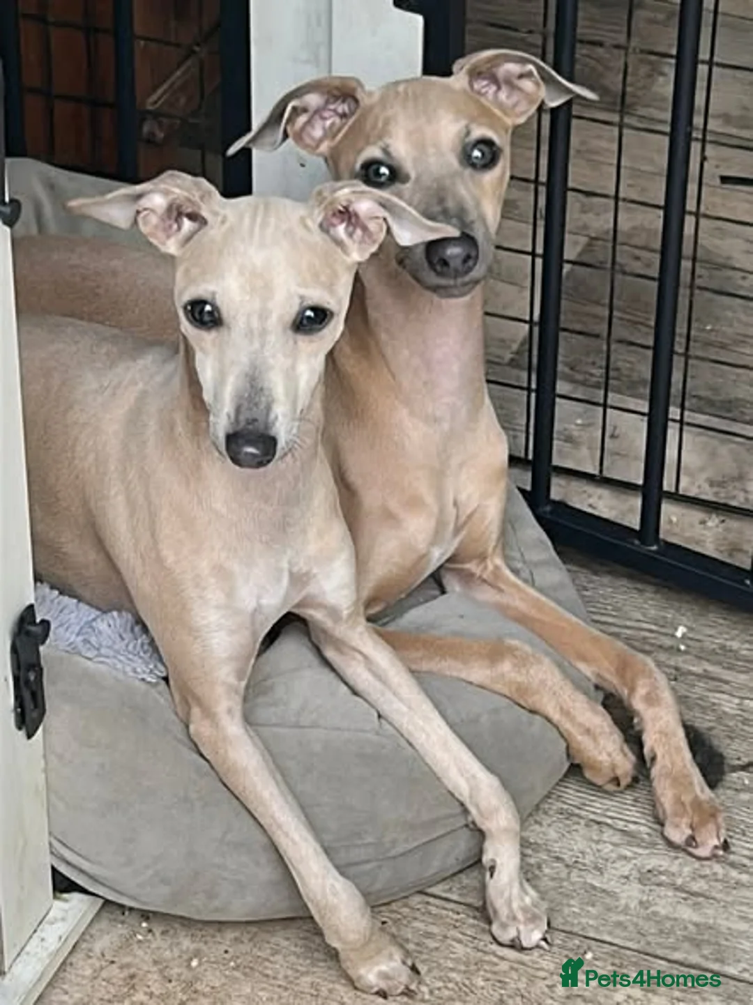 Italian Greyhound dogs for sale: Italian Greyhound Male in Craigavon - Advert 2