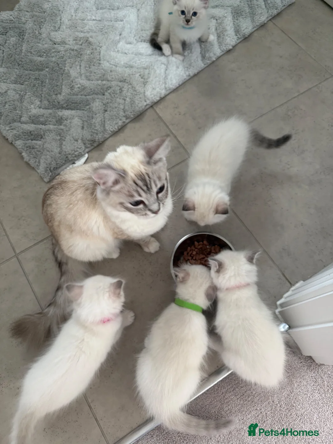 Ragdoll cats for sale: Adorable Ragdoll kittens  - Advert 2