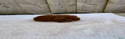 Guinea Pig rodents for sale: Gorgeous DEG boars  in Plymouth - Advert 5