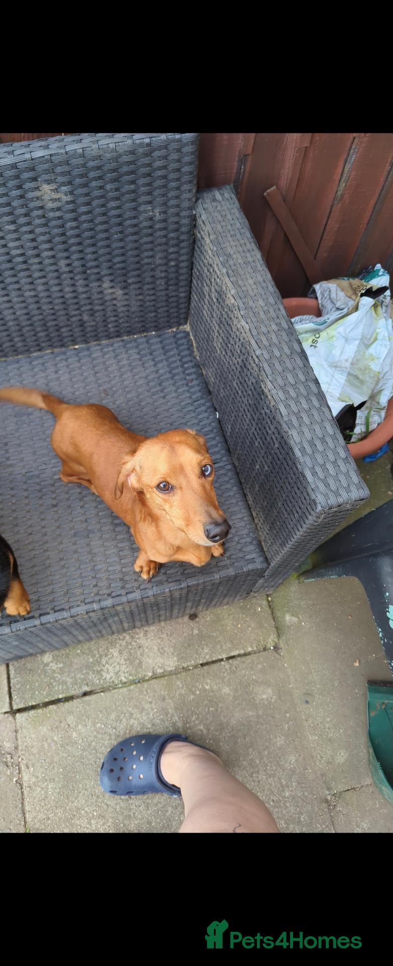 Miniature Dachshund dogs Sausage dog and jack russell - Advert 1