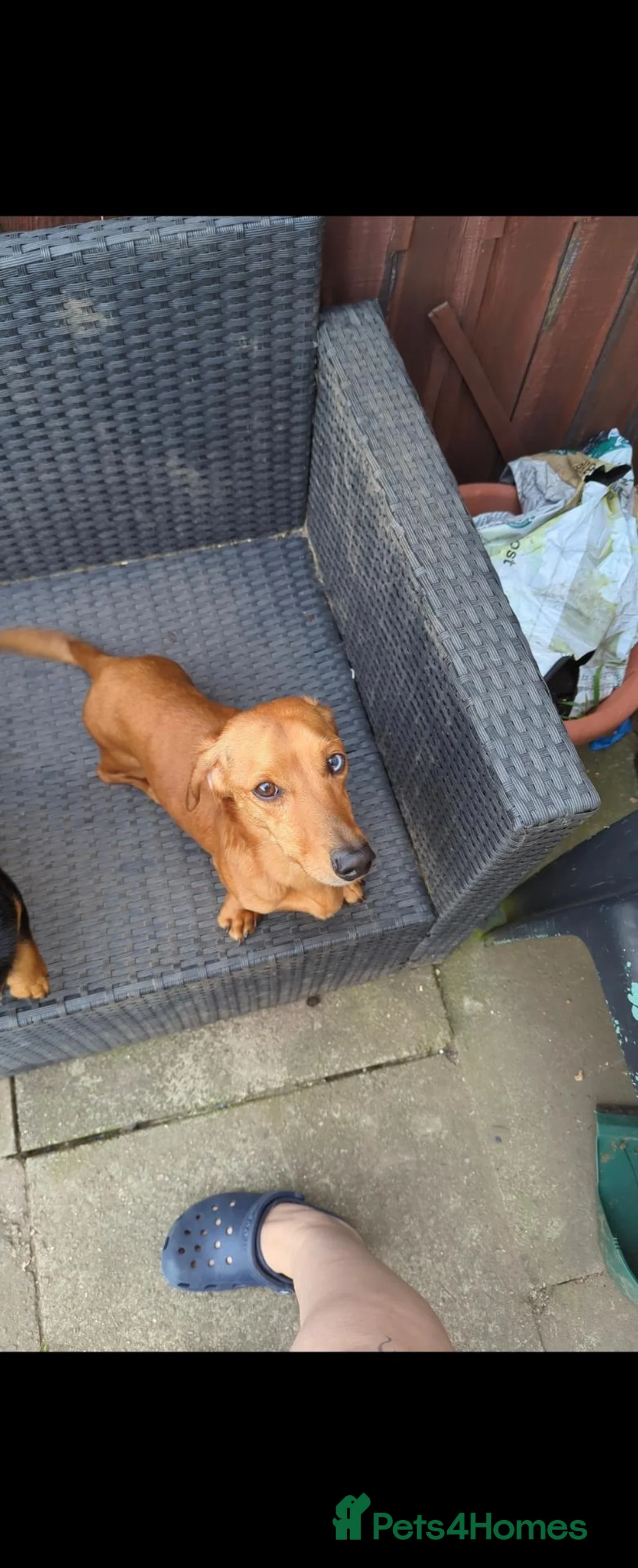 Miniature Dachshund dogs for sale: Sausage dog and jack russell in Stoke-on-Trent - Advert 1