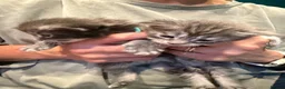 Maine Coon cats for sale: Affectionate, Pedigree Maine Coon Kittens: - Advert 10