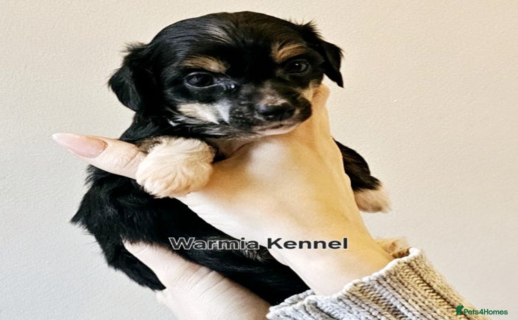 Chinese Crested dogs - Advert 3