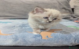 Ragdoll cats for sale: Fluffy Ragdolls - Image 2