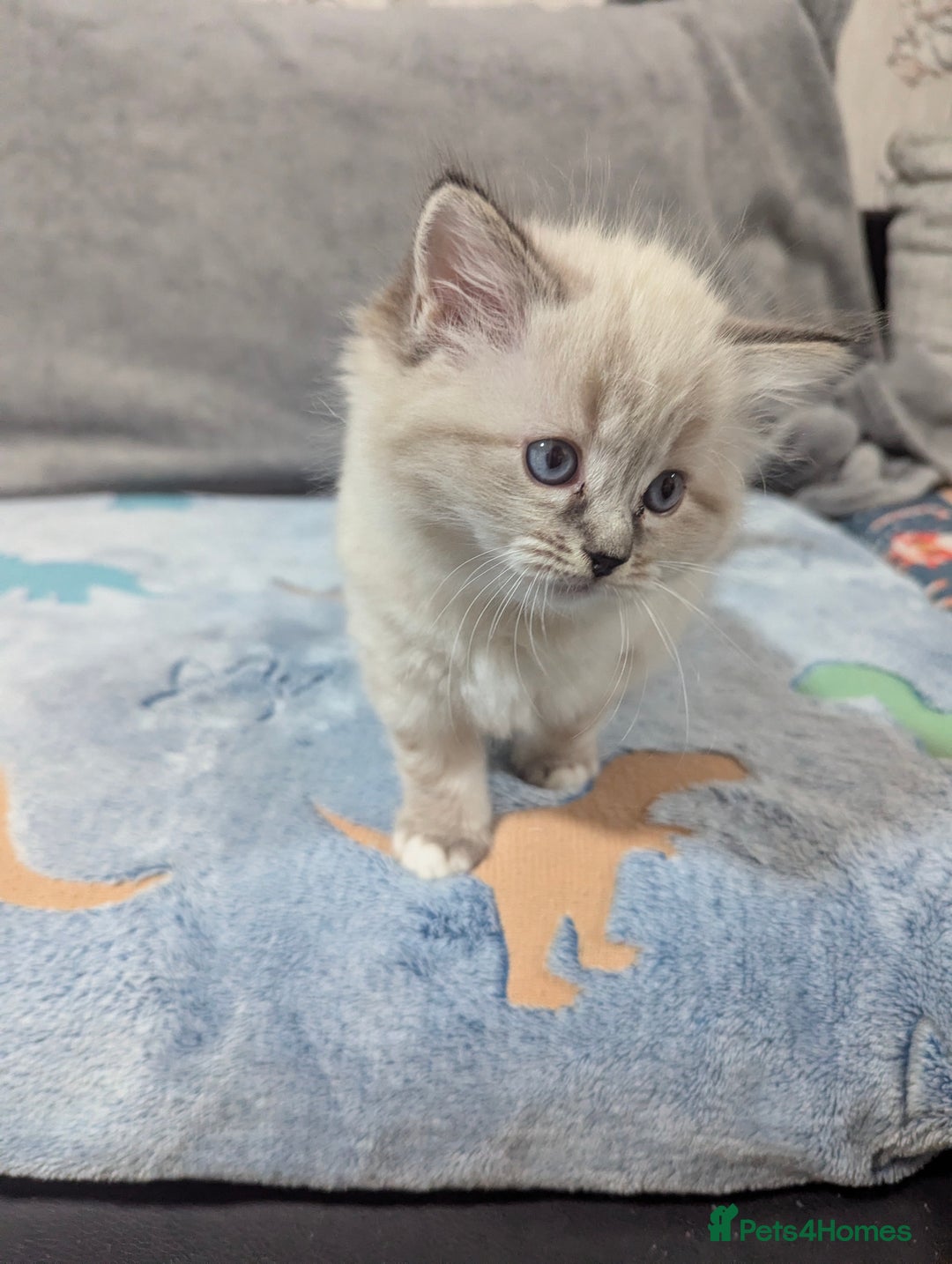 Ragdoll cats for sale: Fluffy Ragdolls - Image 2