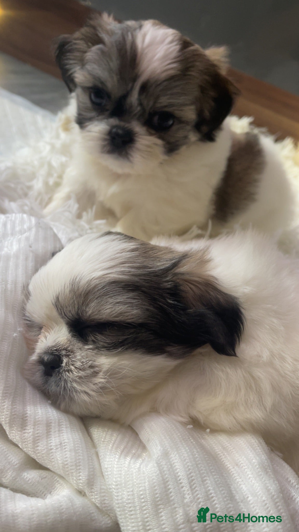 Shih Tzu dogs Beautiful imperial Shih Tzu puppies - Advert 17