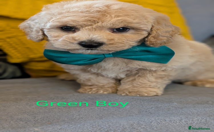 Poochon dogs - Advert 7