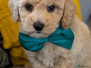 Poochon dogs - Advert 28