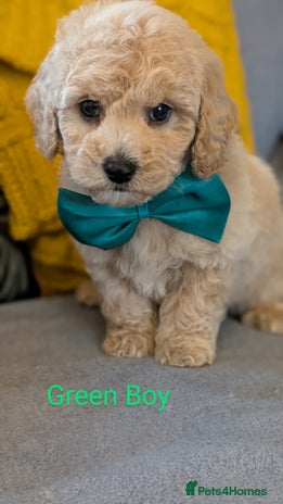 Poochon dogs - Advert 7