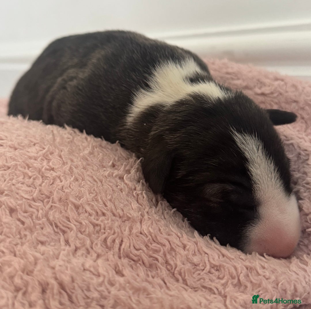 English Bull Terrier dogs for sale: 🏆CH Bloodlines Top Quality English Bull Terriers  - Image 8