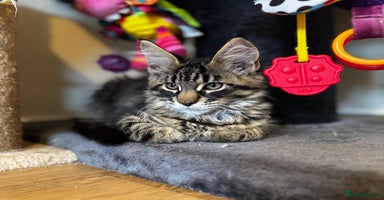 Maine Coon cats - Advert 12