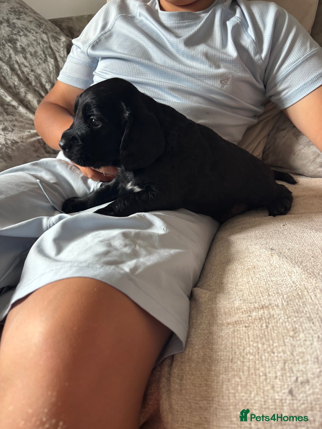 Cockapoo dogs for sale: 1 Cockapoo F1B Puppy left for sale  - Image 7