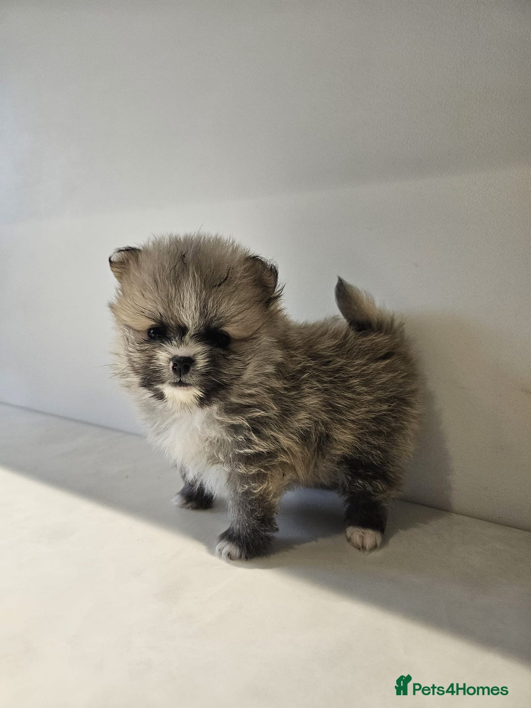 Pomeranian dogs for sale: Adorable mini Pomeranian ❤ - Advert 16